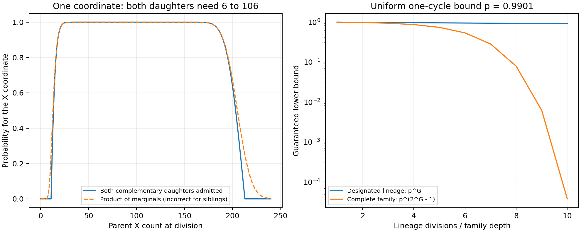 Exact complementary daughter return differs from a product of marginal probabilities; uniform fidelity bounds fall much faster for a complete family than for a designated lineage.